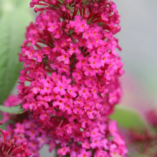 Butterfly Bush Miss Molly