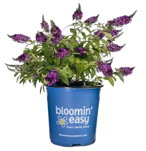 [1376602] Butterfly Bush Blueberry Pie