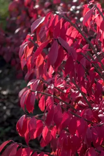Burning Bush Dwarf