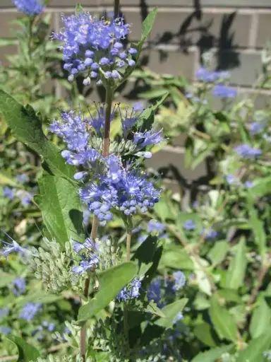 [1396605] Caryopteris Dark Knight