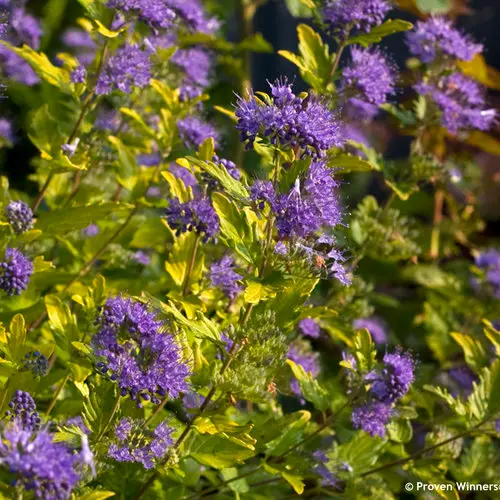 [1397602] Caryopteris Sunshine Blue II