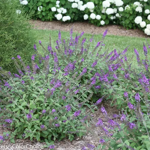 Butterfly Bush Blue Chip Jr