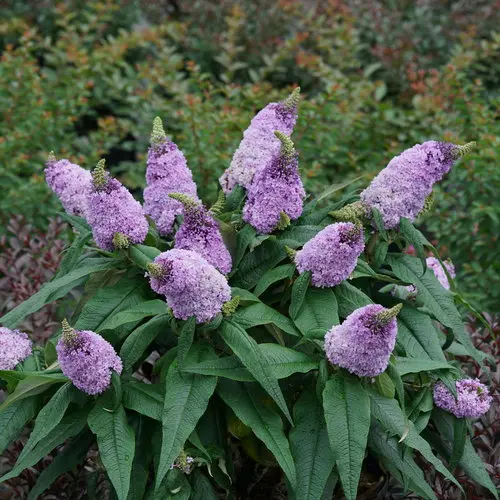 Butterfly Bush Pugster Amethyst