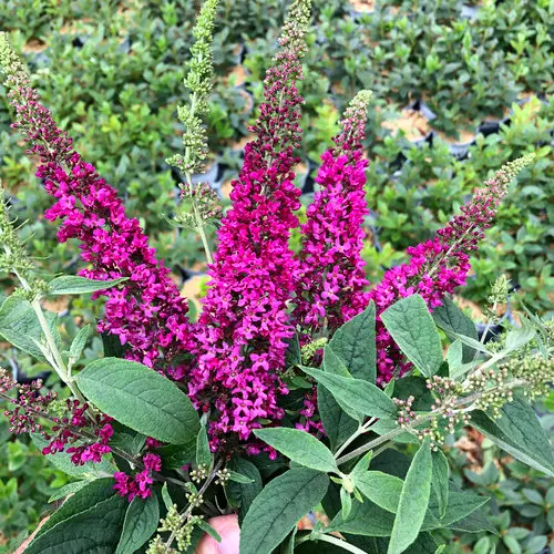 [1416603] Butterfly Bush Ruby Chip