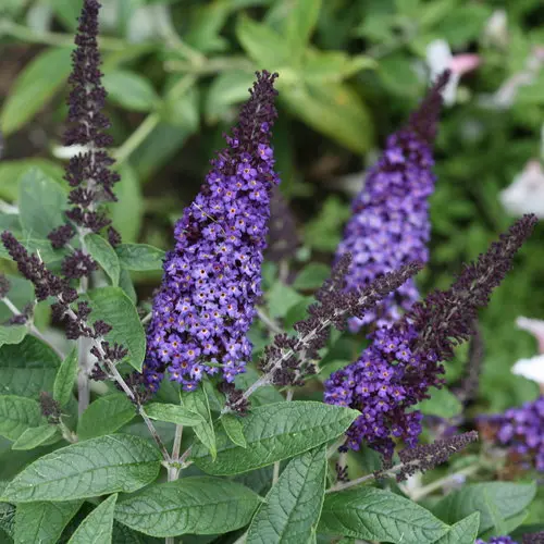 Butterfly Bush Pugster Blue