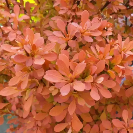 [1420603] Barberry Cinnamon Sunjoy