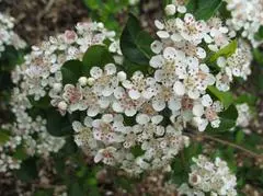 Chokeberry Black Autumn Magic