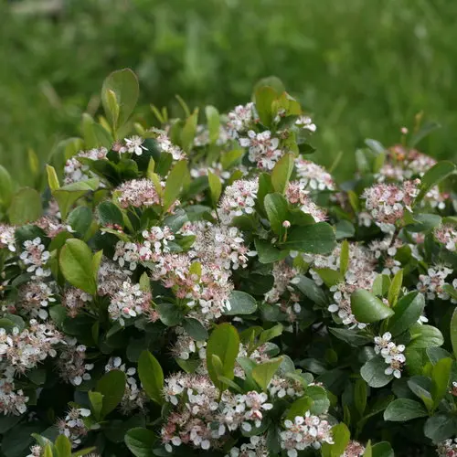 Chokeberry Low Scape Mound