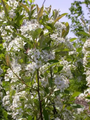 Chokeberry Brilliant Red