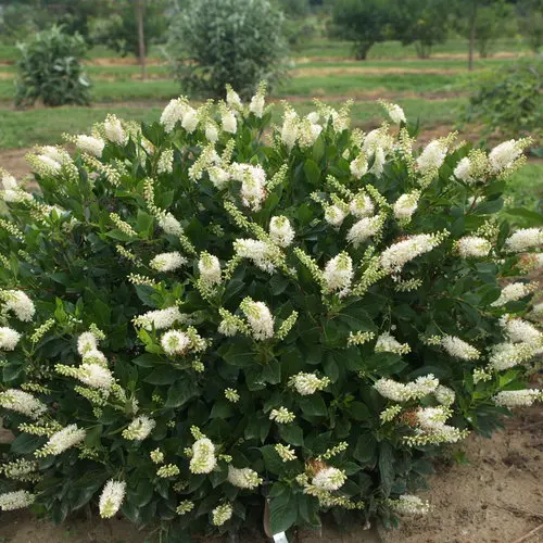 [1458603] Clethra Sugartina Crystalina