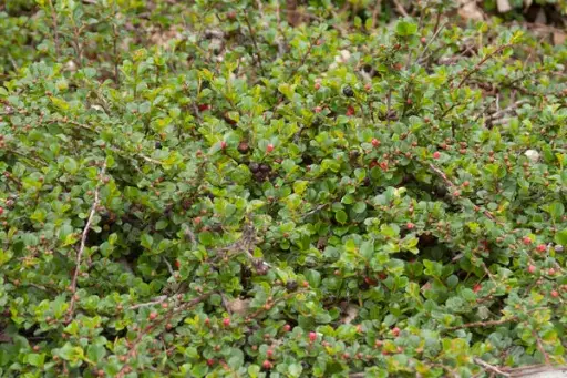 [1483605] Cotoneaster Cranberry