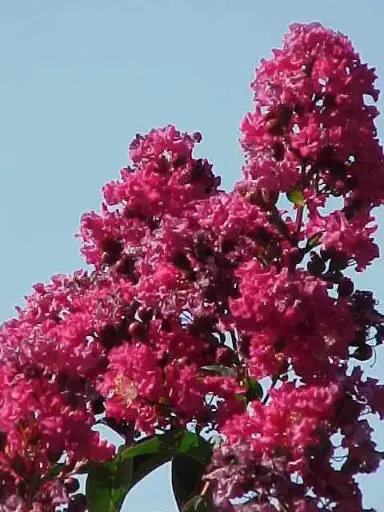 Crape Myrtle Tonto