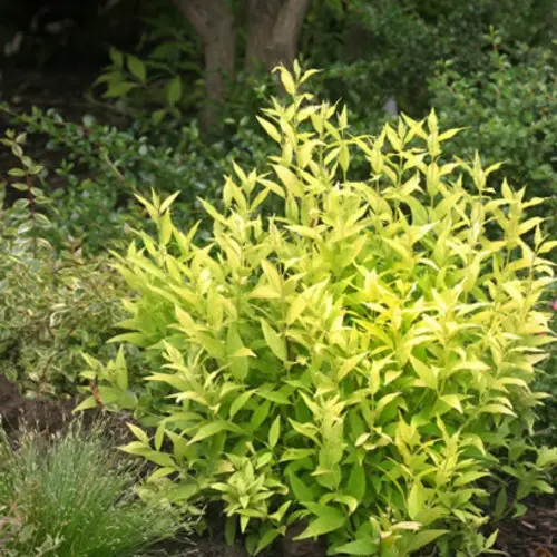 [1493603] Deutzia Chardonnay Pearls