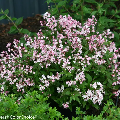 Deutzia Yuki Cherry Blossom