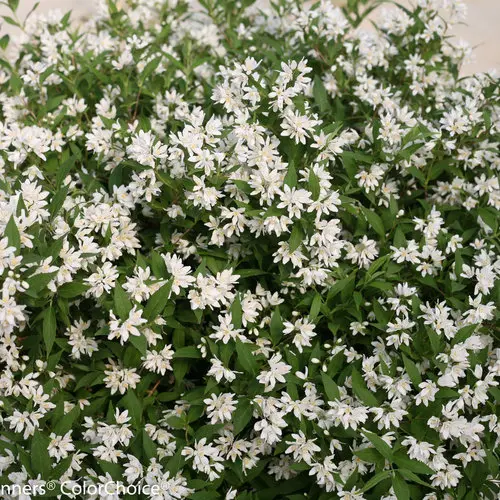 [1497603] Deutzia Yuki Snowflake