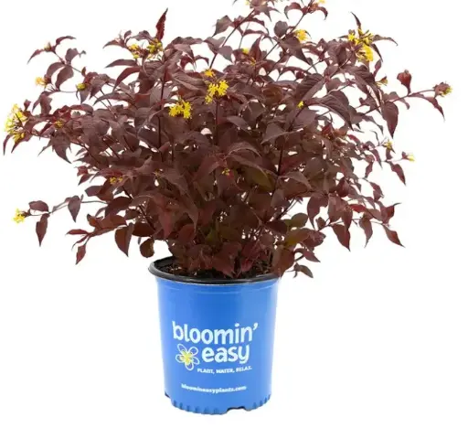 [1501602] Diervilla Nightglow