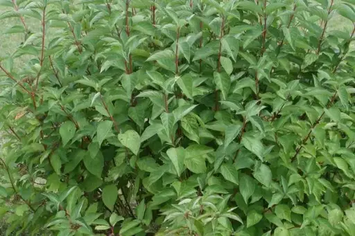 Dogwood Arctic Fire Red