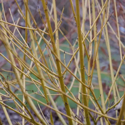 Dogwood Arctic Fire Yellow