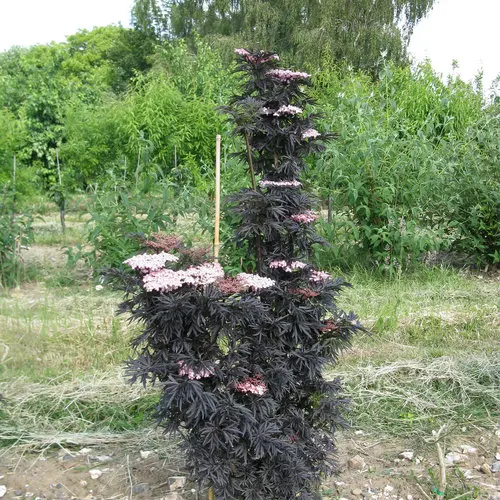 [1561603] Elderberry Laced Up