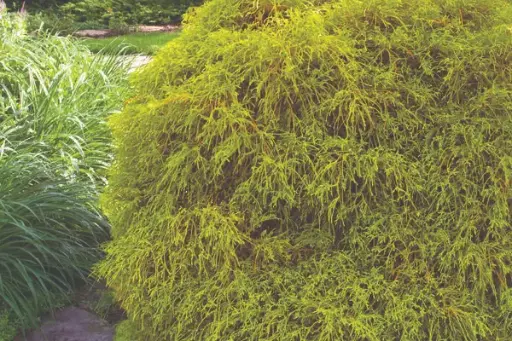 Falsecypress Golden Mops
