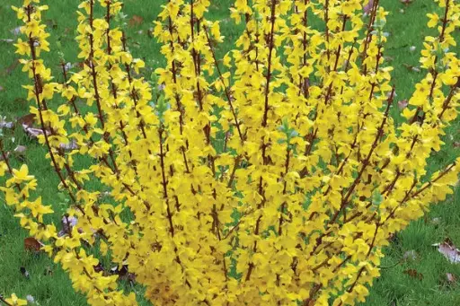 Forsythia Starlet Show Off