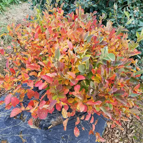 [1622603] Fothergilla Legend of the Small