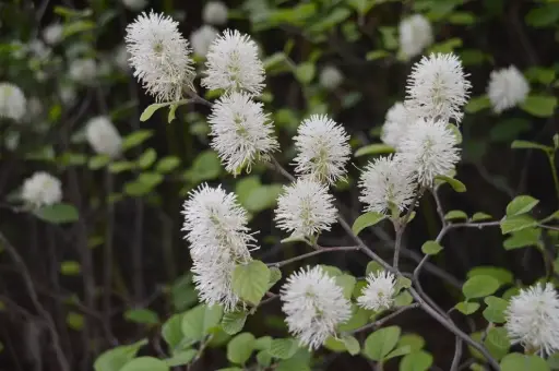 Fothergilla Dwarf