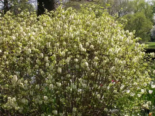 [1627603] Fothergilla Mount Airy
