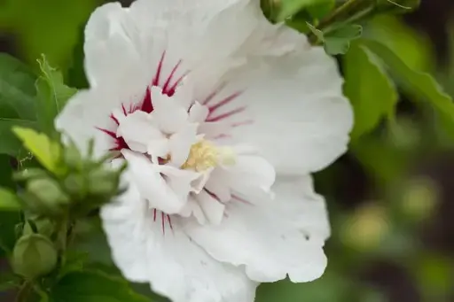 [1640602] Rose of Sharon Bali