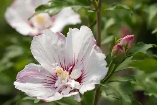 [1642602] Rose of Sharon Fiji