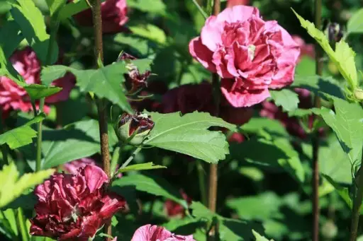 [1648602] Rose of Sharon French Cabaret Red