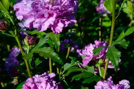 [1649602] Rose of Sharon French Cabaret Purple
