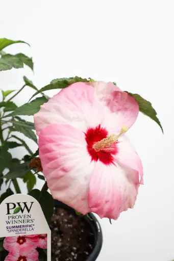 Hibiscus Spinderella