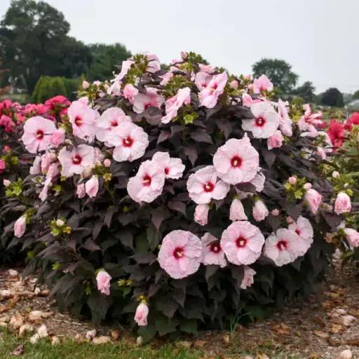 [1669602] Hibiscus Dark Mystery