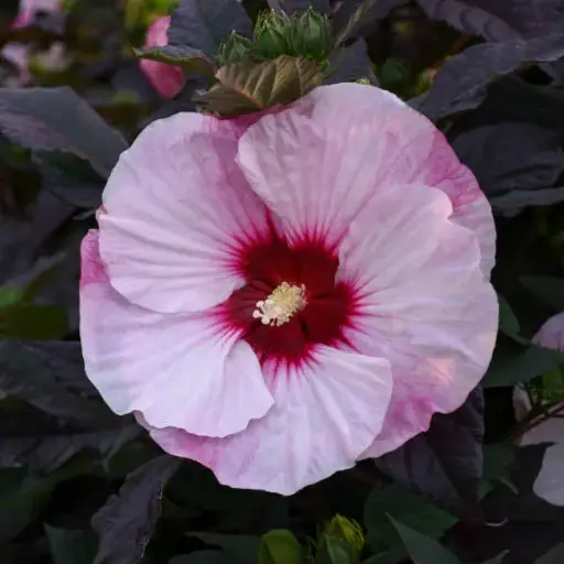 Hibiscus Perfect Storm