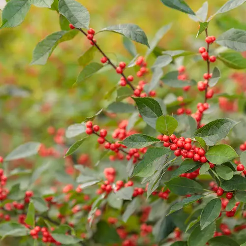 Holly Winterberry Berry Heavy