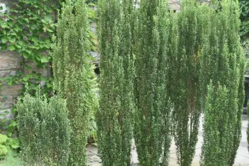 [1713603] Holly Sky Pencil