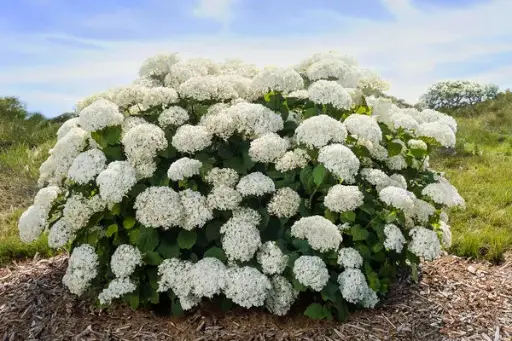 Hydrangea Smooth Flowerfull
