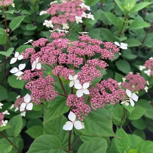 [1721603] Hydrangea Smooth Invincibelle Lace