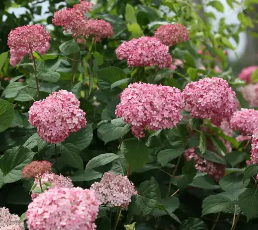 [1722603] Hydrangea Smooth Invincibelle Spirit II