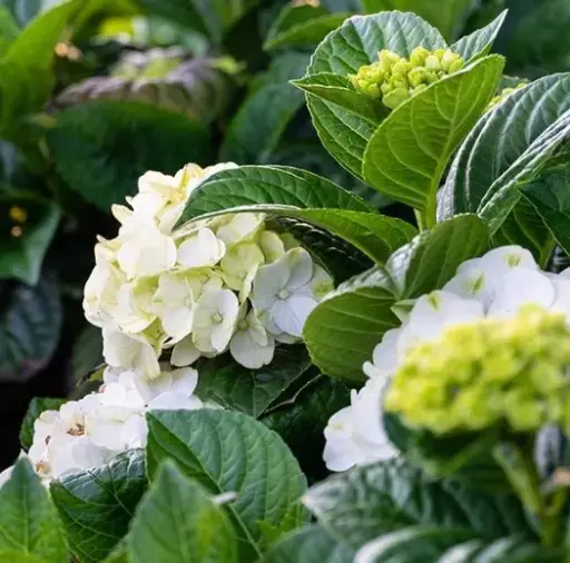 [1723602] Hydrangea Bigleaf Grin & Tonic