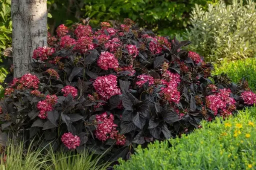 Hydrangea Bigleaf Eclipse