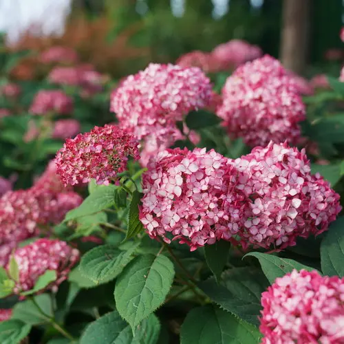 [1733603] Hydrangea Smooth Invincibelle Ruby
