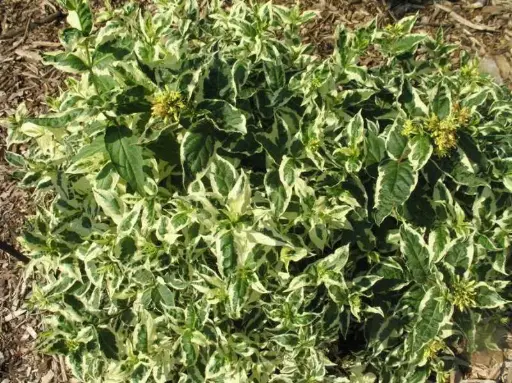 [1734603] Diervilla Cool Splash