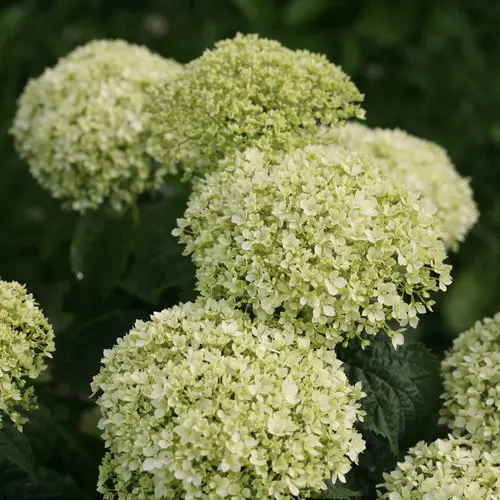 [1737603] Hydrangea Smooth Invincibelle Limetta
