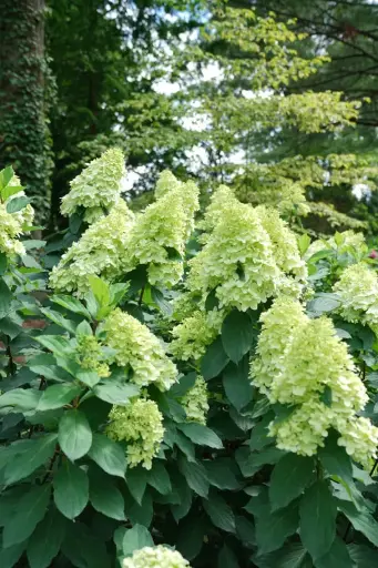 Hydrangea Limelight Prime
