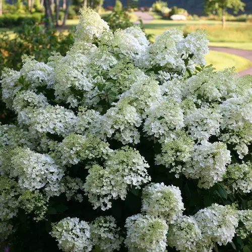 Hydrangea Bobo