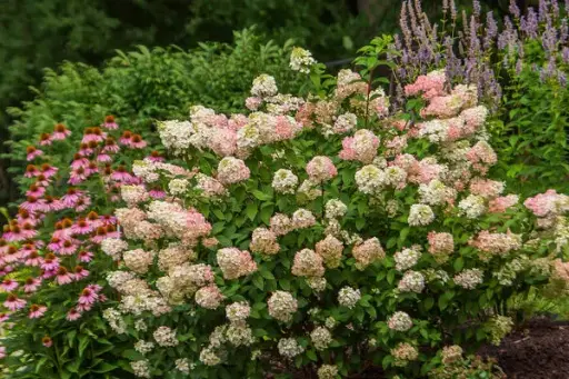 Hydrangea Strawberry Sundae