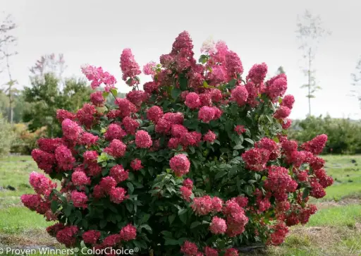 [1743603] Hydrangea Fire Light