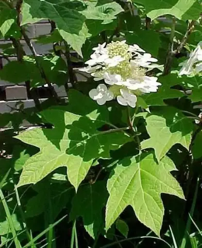Hydrangea Oakleaf Alice